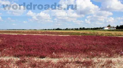 Вітязевський лиман - цілюще озеро вітязево, дороги світу (купатися в Вітязевський лимані) Вітязевський лиман - цілюще озеро вітязево, дороги світу