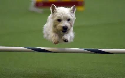 Виставка собак westminster kennel club (westminster) Виставка собак westminster kennel club