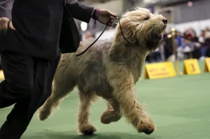 Виставка собак westminster kennel club 2016, fresher - найкраще з рунета за день! (Собак) Виставка собак westminster kennel club 2016, fresher - найкраще з рунета за день!