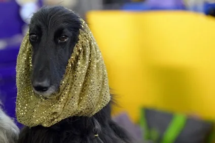 Виставка собак westminster kennel club (club) Виставка собак westminster kennel club
