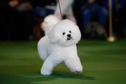 Виставка собак westminster kennel club (club) Виставка собак westminster kennel club