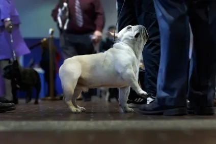 Виставка собак westminster kennel club 2016, fresher - найкраще з рунета за день! (Собак) Виставка собак westminster kennel club 2016, fresher - найкраще з рунета за день!