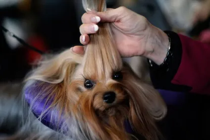 Виставка собак westminster kennel club 2016, fresher - найкраще з рунета за день! (Kennel) Виставка собак westminster kennel club 2016, fresher - найкраще з рунета за день!