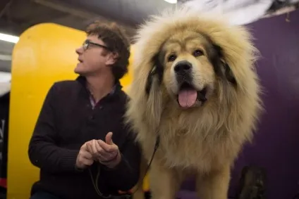Виставка собак westminster kennel club (westminster) Виставка собак westminster kennel club