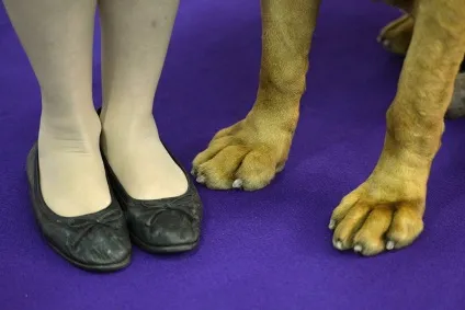 Виставка собак westminster kennel club (club) Виставка собак westminster kennel club