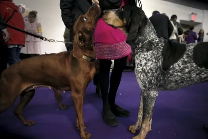 Виставка собак westminster kennel club 2016, fresher - найкраще з рунета за день! (2016) Виставка собак westminster kennel club 2016, fresher - найкраще з рунета за день!