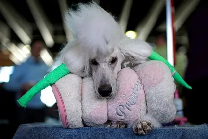 Виставка собак westminster kennel club (kennel) Виставка собак westminster kennel club