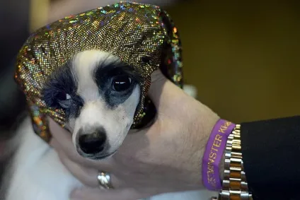 Виставка собак westminster kennel club (club) Виставка собак westminster kennel club