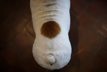 Виставка собак westminster kennel club (kennel) Виставка собак westminster kennel club