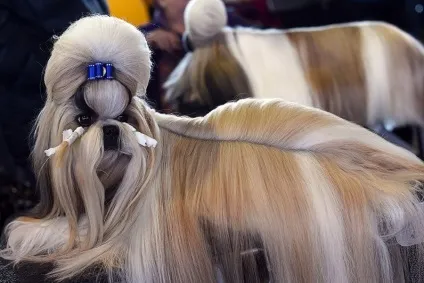 Виставка собак westminster kennel club (club) Виставка собак westminster kennel club