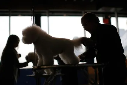 Виставка собак westminster kennel club 2016, fresher - найкраще з рунета за день! (2016) Виставка собак westminster kennel club 2016, fresher - найкраще з рунета за день!