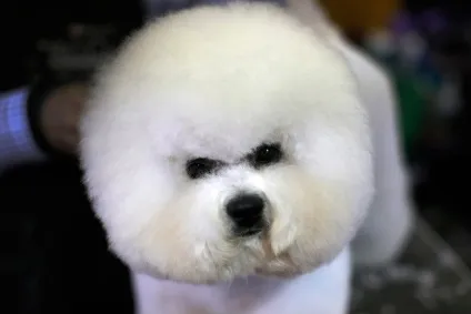 Виставка собак westminster kennel club 2016, fresher - найкраще з рунета за день! (Westminster) Виставка собак westminster kennel club 2016, fresher - найкраще з рунета за день!