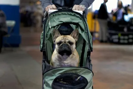 Виставка собак westminster kennel club 2016, fresher - найкраще з рунета за день! (Kennel) Виставка собак westminster kennel club 2016, fresher - найкраще з рунета за день!