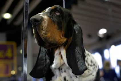 Виставка собак westminster kennel club 2016, fresher - найкраще з рунета за день! (Собак) Виставка собак westminster kennel club 2016, fresher - найкраще з рунета за день!