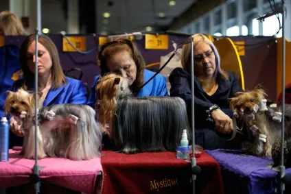 Виставка собак westminster kennel club 2016, fresher - найкраще з рунета за день! (Kennel) Виставка собак westminster kennel club 2016, fresher - найкраще з рунета за день!