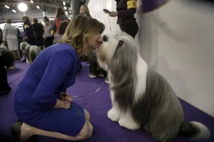 Виставка собак westminster kennel club 2016, fresher - найкраще з рунета за день! (Kennel) Виставка собак westminster kennel club 2016, fresher - найкраще з рунета за день!