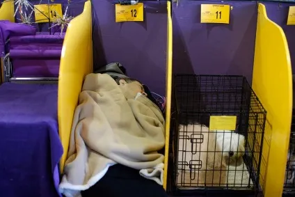 Виставка собак westminster kennel club (club) Виставка собак westminster kennel club