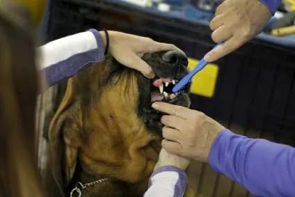 Виставка собак westminster kennel club 2016, fresher - найкраще з рунета за день! (Club) Виставка собак westminster kennel club 2016, fresher - найкраще з рунета за день!