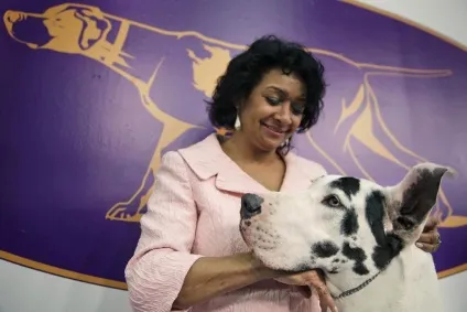 Виставка собак westminster kennel club (club) Виставка собак westminster kennel club