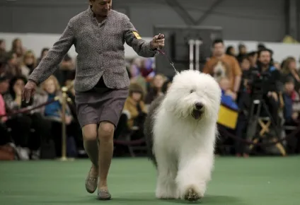 Виставка собак westminster kennel club 2016, fresher - найкраще з рунета за день! (Kennel) Виставка собак westminster kennel club 2016, fresher - найкраще з рунета за день!