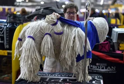 Виставка собак westminster kennel club (club) Виставка собак westminster kennel club