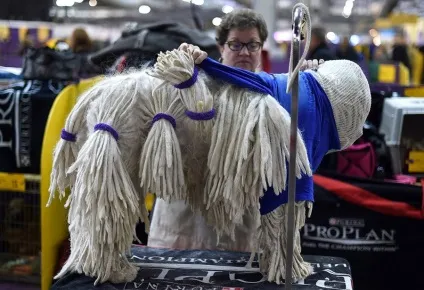 Виставка собак westminster kennel club (westminster) Виставка собак westminster kennel club