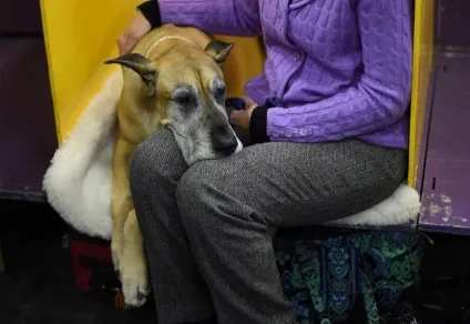 Виставка собак westminster kennel club (club) Виставка собак westminster kennel club
