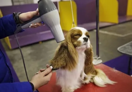 Виставка собак westminster kennel club (club) Виставка собак westminster kennel club