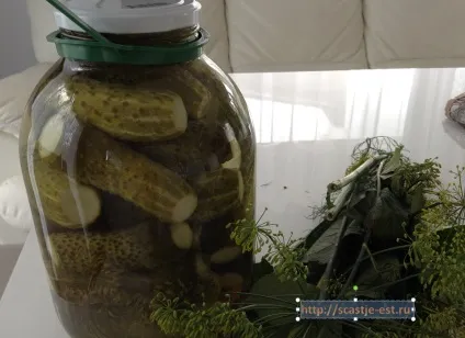 Смачні мариновані огірки на зиму (огірки) Смачні мариновані огірки на зиму
