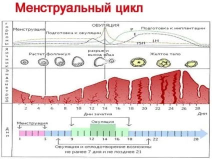 У які дні циклу можна завагітніти як розрахувати, таблиця (завагітніти) У які дні циклу можна завагітніти як розрахувати, таблиця