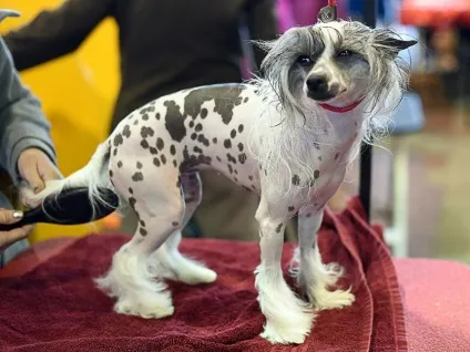 Виставка собак westminster kennel club (westminster) Виставка собак westminster kennel club
