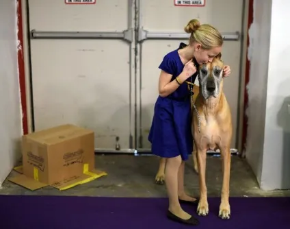 Виставка собак westminster kennel club (westminster) Виставка собак westminster kennel club