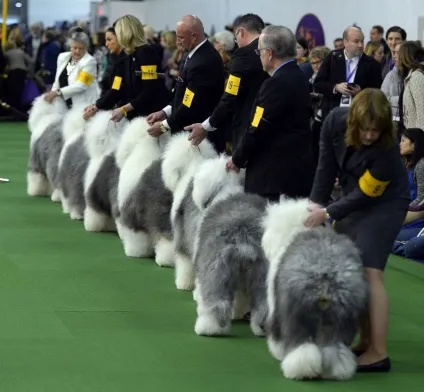 Виставка собак westminster kennel club (собак) Виставка собак westminster kennel club