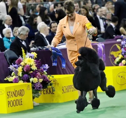 Виставка собак westminster kennel club (kennel) Виставка собак westminster kennel club