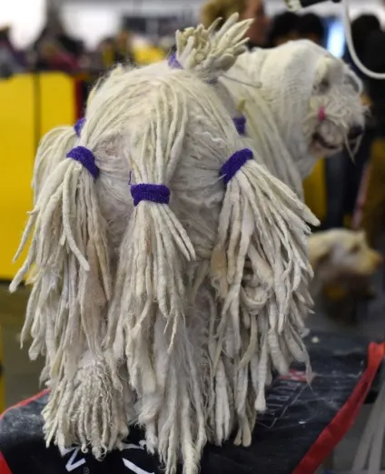 Виставка собак westminster kennel club (club) Виставка собак westminster kennel club