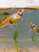 Водяний насос для акваріума