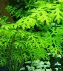Водяна капуста, рослини, плаваючі на поверхні води, акваріум все про акваріумних риб та
