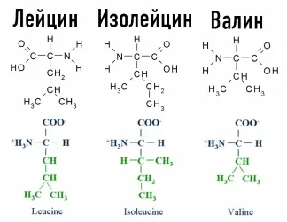 Вплив амінокислот на організм людини (амінокислот) Вплив амінокислот на організм людини