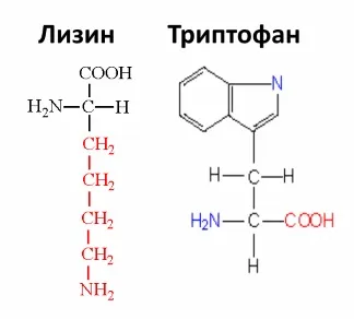 Вплив амінокислот на організм людини (вплив амінокислот на організм людини) Вплив амінокислот на організм людини