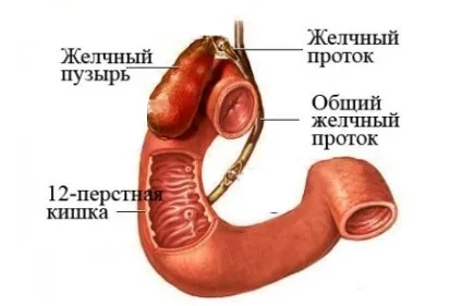 Водянка жовчного міхура що це таке, лікування (міхура) Водянка жовчного міхура що це таке, лікування