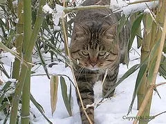 Східні кішки, породи кішок (тонке статура) Східні кішки, породи кішок