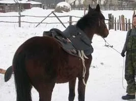 Виховання себе і коня