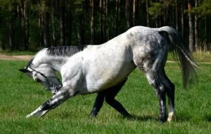 Виховання коней, конярство