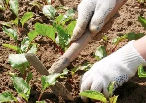 Все, що потрібно знати про посадку кормових буряків і догляді за нею (потрібно) Все, що потрібно знати про посадку кормових буряків і догляді за нею