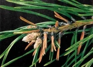 Шкідники сосни, зелений сад (сосни) Шкідники сосни, зелений сад
