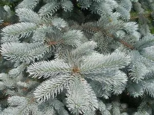 Шкідники сосни, зелений сад (шкідники сосни) Шкідники сосни, зелений сад