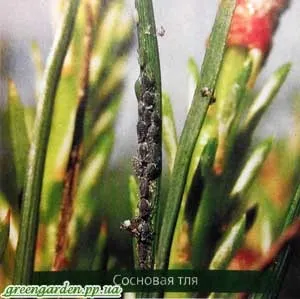 Шкідники сосни, зелений сад (сосновий хермес) Шкідники сосни, зелений сад