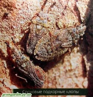 Шкідники сосни, зелений сад (сосновий хермес) Шкідники сосни, зелений сад