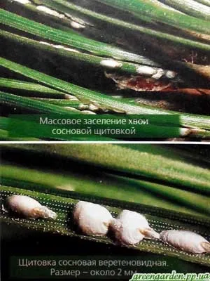 Шкідники сосни, зелений сад (подкорного клоп) Шкідники сосни, зелений сад