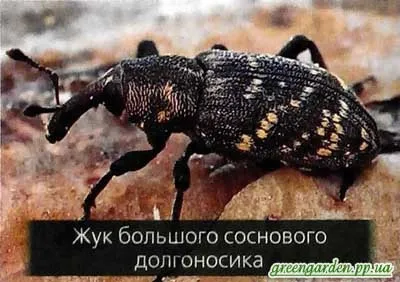 Шкідники сосни, зелений сад (щитівка соснова) Шкідники сосни, зелений сад